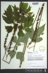 Actaea racemosa image