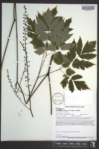 Actaea racemosa image