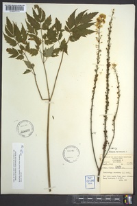 Actaea racemosa image