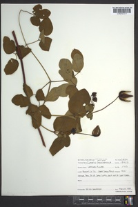 Clematis glaucophylla image