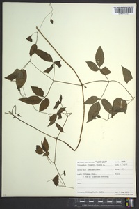 Clematis viorna image