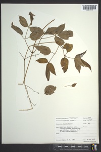 Clematis viorna image