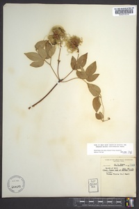 Clematis viorna image