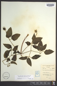 Clematis viorna image