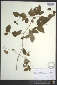 Clematis viorna image