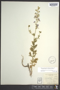 Delphinium ajacis image