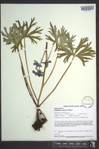 Delphinium tricorne image