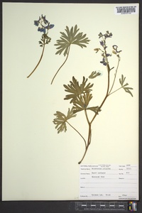 Delphinium tricorne image