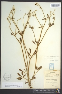 Ranunculus allegheniensis image