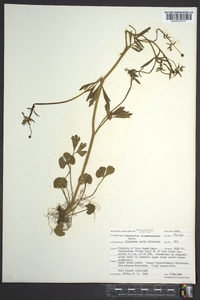 Ranunculus allegheniensis image