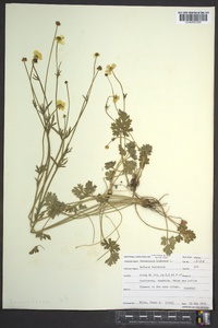 Ranunculus bulbosus image