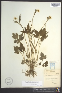 Ranunculus fascicularis image