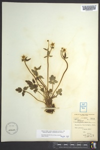 Ranunculus fascicularis image