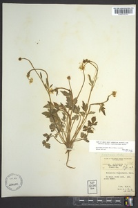 Ranunculus fascicularis image