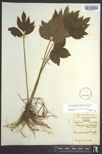 Ranunculus carolinianus image