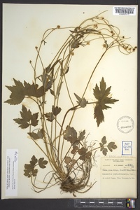 Ranunculus carolinianus image