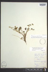 Ranunculus parviflorus image