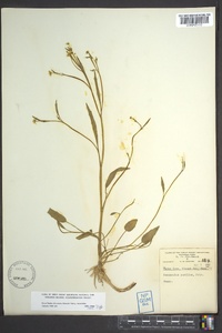 Ranunculus pusillus image