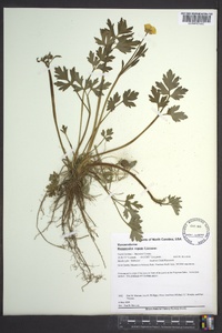 Ranunculus repens image