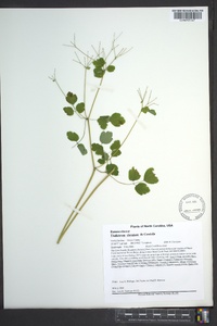 Thalictrum clavatum image