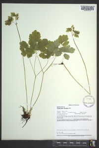Thalictrum clavatum image