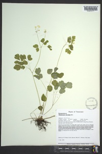 Thalictrum clavatum image