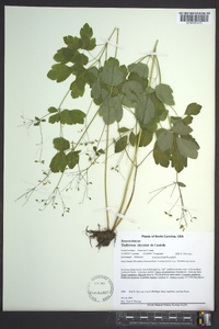 Thalictrum clavatum image