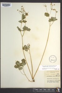 Thalictrum clavatum image