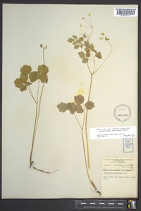 Thalictrum clavatum image