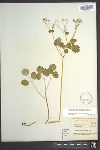 Thalictrum clavatum image