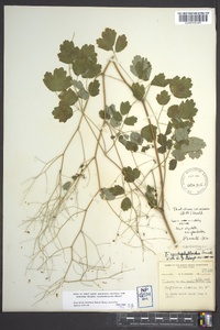 Thalictrum coriaceum image