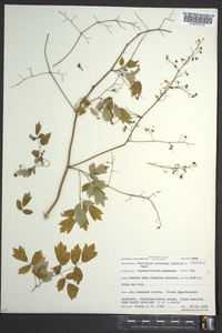 Thalictrum coriaceum image