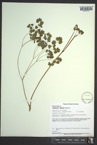 Thalictrum dioicum image