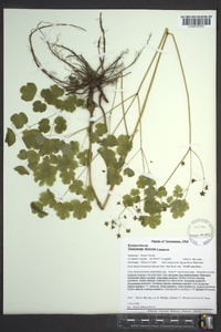 Thalictrum dioicum image