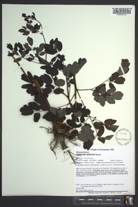 Thalictrum pubescens image