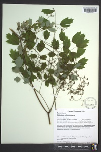 Thalictrum pubescens image