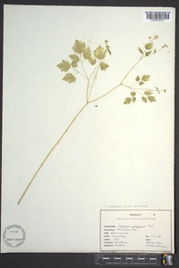 Thalictrum pubescens image