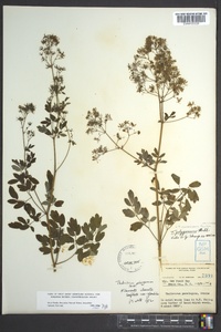 Thalictrum pubescens image