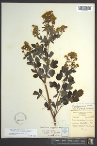 Thalictrum pubescens image