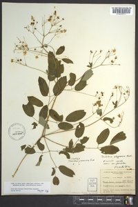 Thalictrum pubescens image