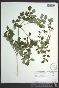 Thalictrum amphibolum image