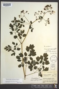 Thalictrum amphibolum image