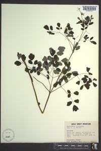 Thalictrum amphibolum image