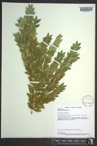 Buxus sempervirens image