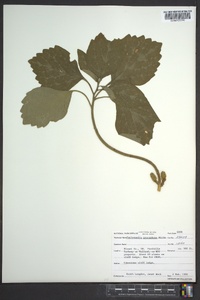 Pachysandra procumbens image