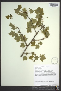 Ribes cynosbati image