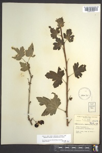 Ribes cynosbati image