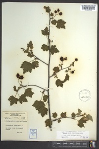 Ribes cynosbati image