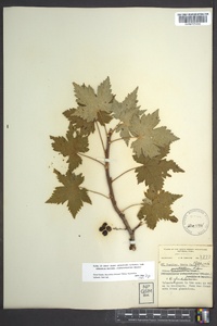 Ribes glandulosum image