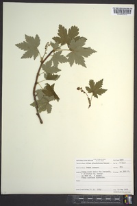 Ribes glandulosum image